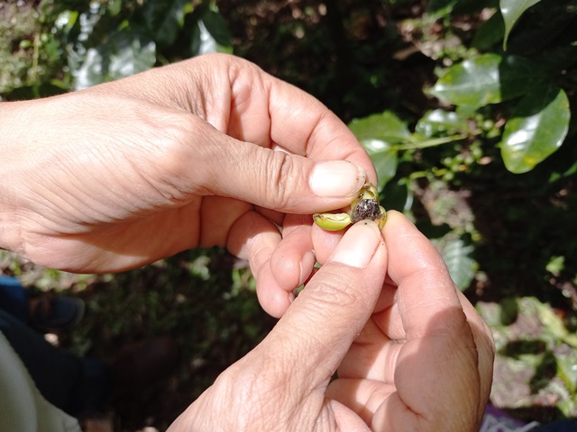 Caficultores chiricanos aprenden nuevas técnicas para la protección biológica de cosechas