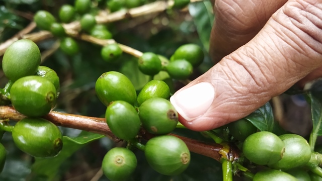 Preocupación entre cafetaleros de las tierras altas chiricanas por el cambio climático