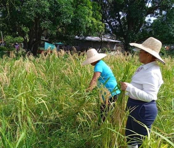 Privadas de libertad  cosechan arroz para su consumo