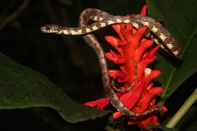 Panamá descubre nueva especie de serpiente