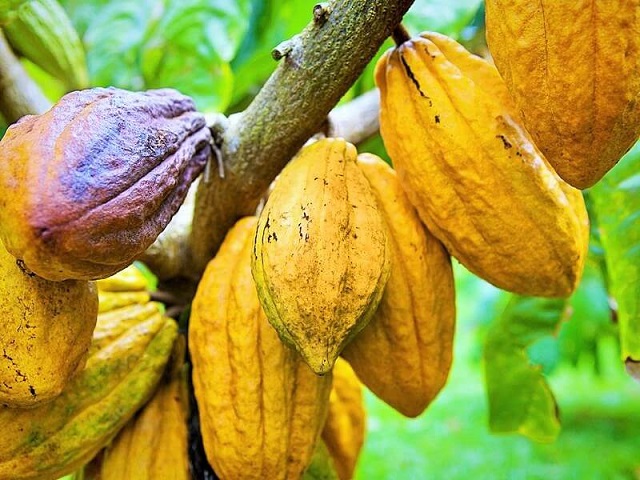 Avanza con buen ritmo iniciativa legislativa en designar a Bocas del Toro “Capital del Cacao”