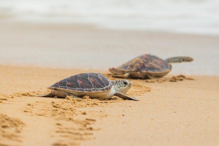 El concurso de turismo comunitario premia la ‘Eco Ruta Tortuga’