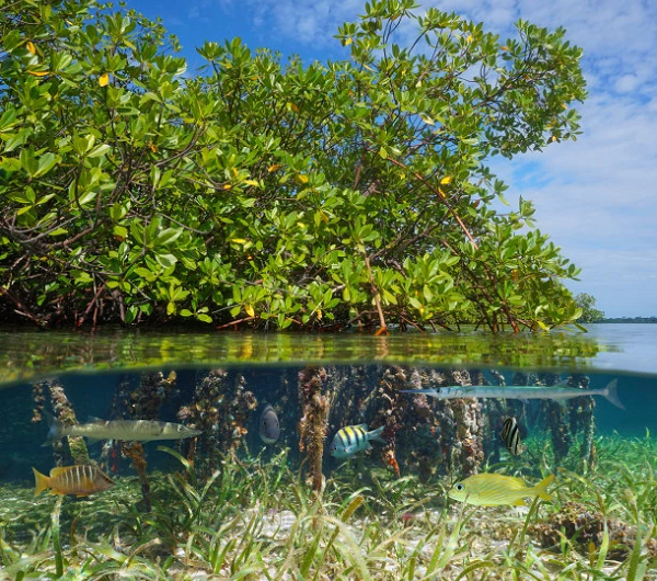 26 de Julio, Día Internacional de Conservación del Ecosistema de Manglares