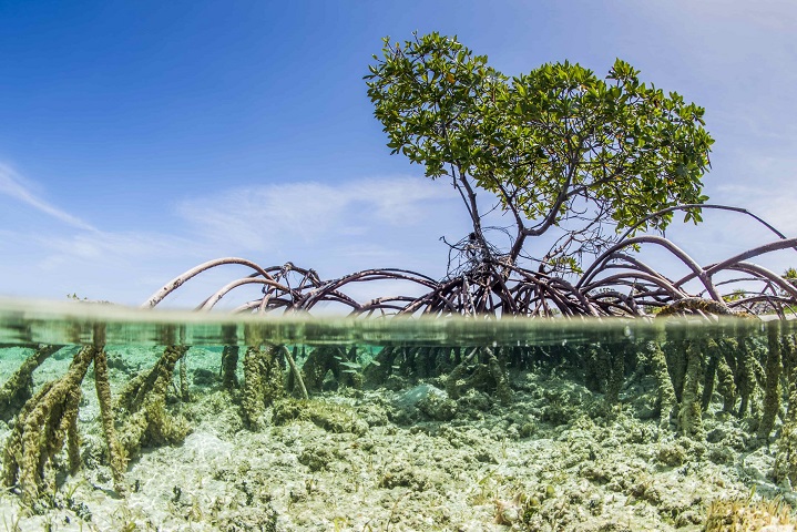 BID Lab y Latimpacto unen fuerzas para ayudar a combatir el cambio climático