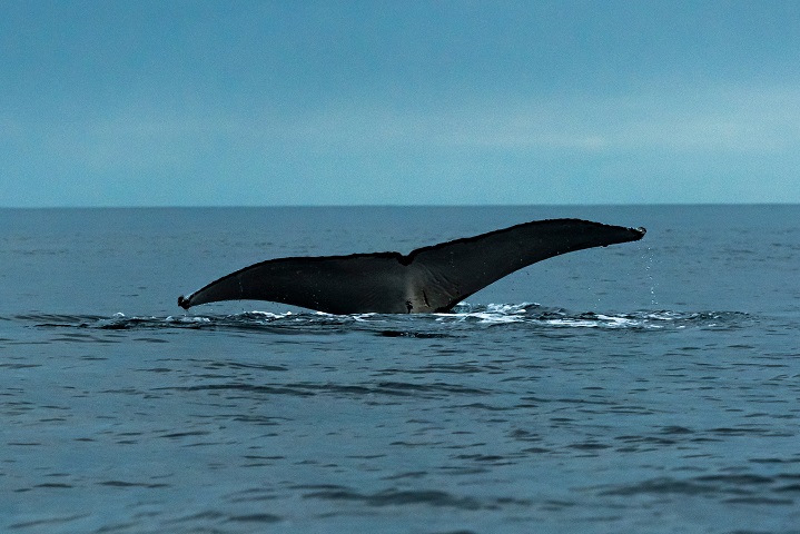 WWF hace llamado a todos los gobiernos a sumarse a la rápida ratificación del Tratado de Alta Mar y comprometerse con su implementación efectiva