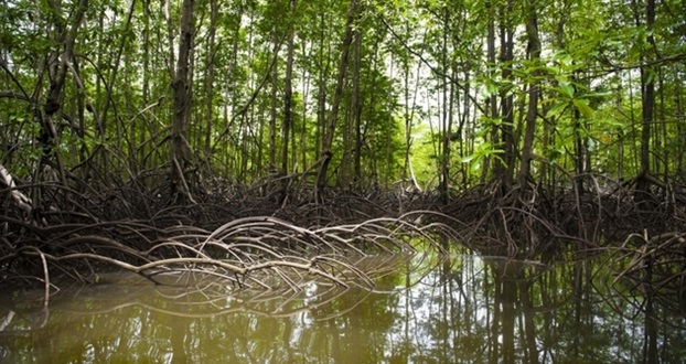 Banco Mundial: Los ecosistemas de carbono azul, desde los manglares hasta los pastos marinos, son fundamentales para combatir el cambio climático