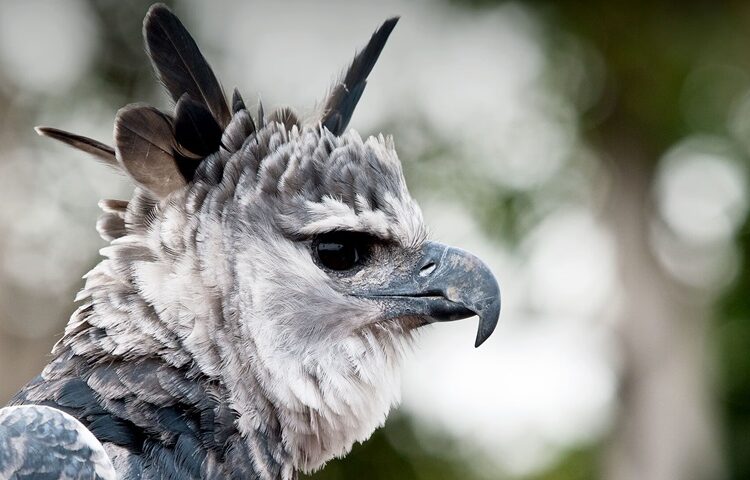 Guías técnicas para proyectos amigables con las aves en las Américas