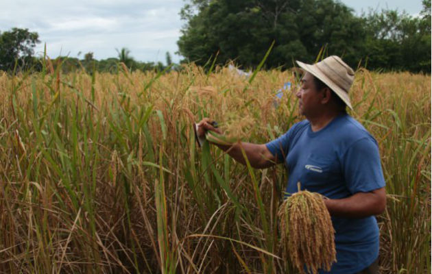 Gobierno Nacional desembolsa $144.2 millones a productores de arroz, maíz y leche