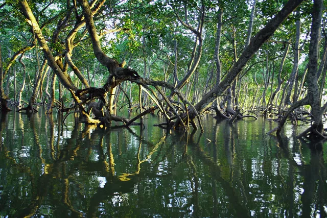 CAF: Los manglares se toman el Pabellón de América Latina y el Caribe en la COP28