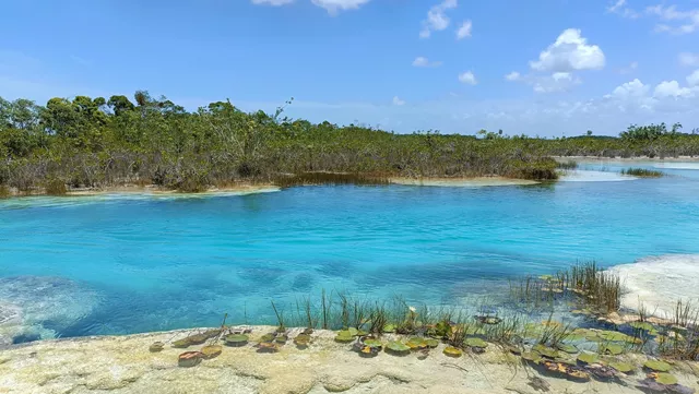 COP28: CAF se adhiere a la Coalición Global de Manglares Mangrove Breakthrough