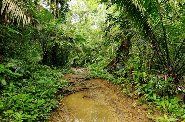 Autoridades indígenas piden al gobierno anulación definitiva del título privado de tierras de la empresa Sinclair Oil Company en Darién