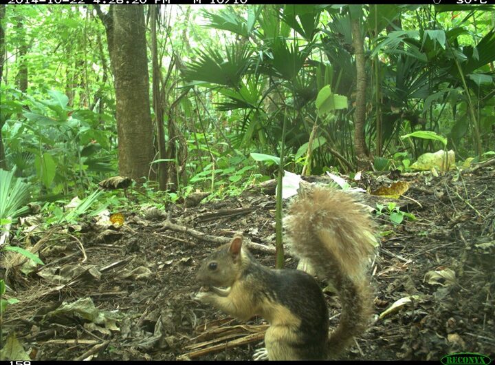 Mamíferos detectados en las plantaciones de madera informan sobre prácticas forestales sostenibles