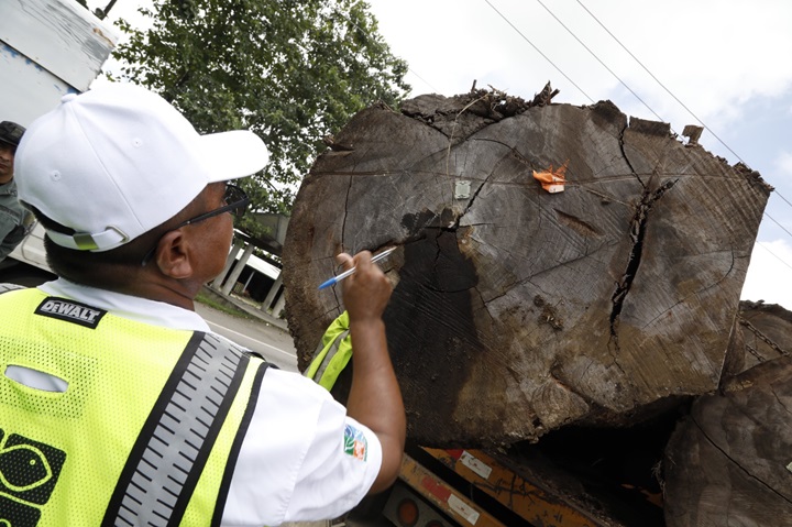 Suspende movilización de madera durante los fines de semana que proviene de Darién y Panamá Este