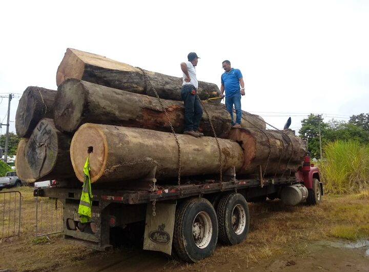 Hasta 10 mil dólares de multa por madera ilegal