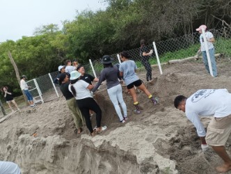 Vivero de tortugas marinas en la Bahía de Chame es rehabilitado