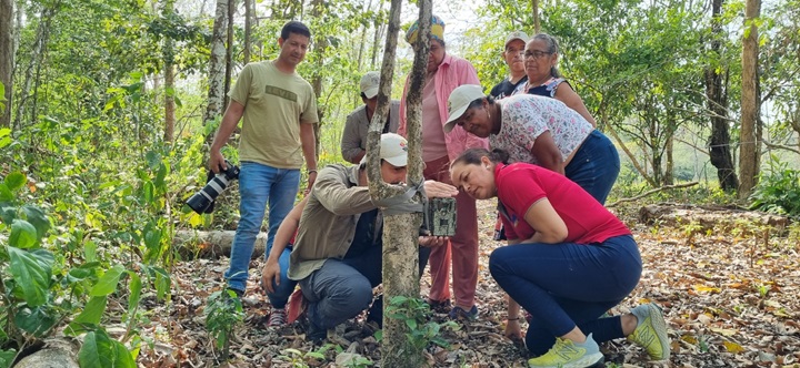 Rugido de esperanza: 270 jaguares emergen en el oriente nacional