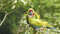 Avistamiento de aves desde el Casco Antiguo de la Ciudad de Panamá  