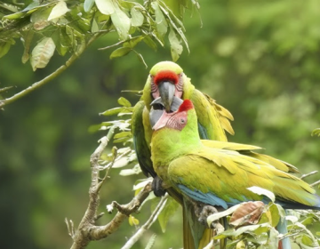 Avistamiento de aves desde el Casco Antiguo de la Ciudad de Panamá  