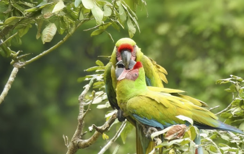 Avistamiento de aves desde el Casco Antiguo de la Ciudad de Panamá  